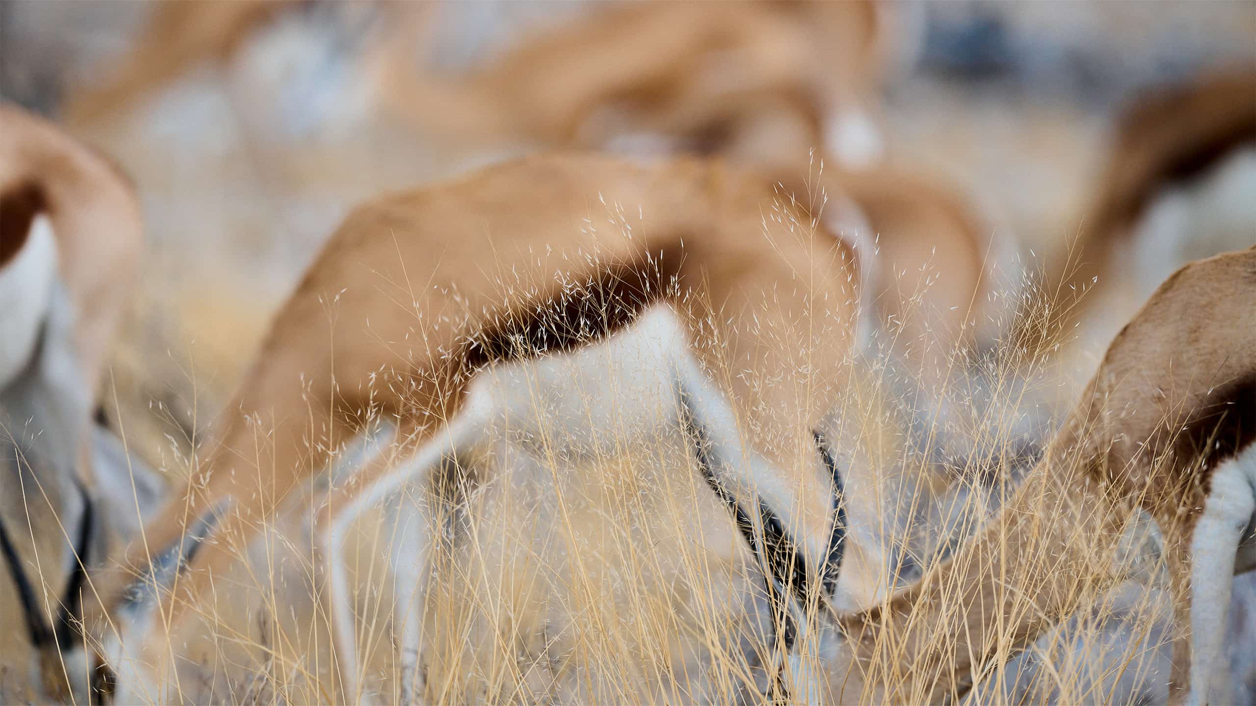 Deer Herd in Grasslands