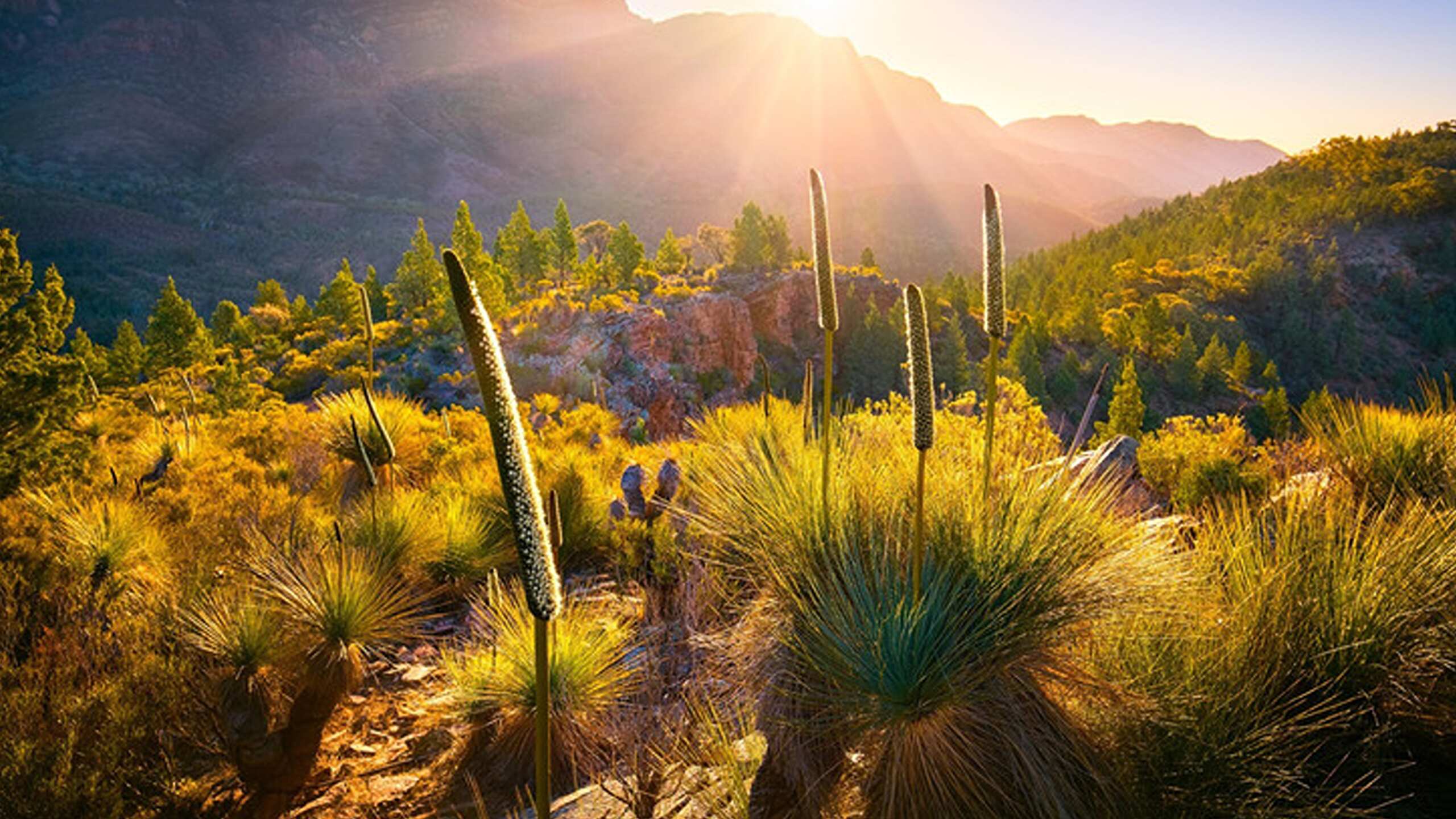 Defender Experience: Flinders Ranges